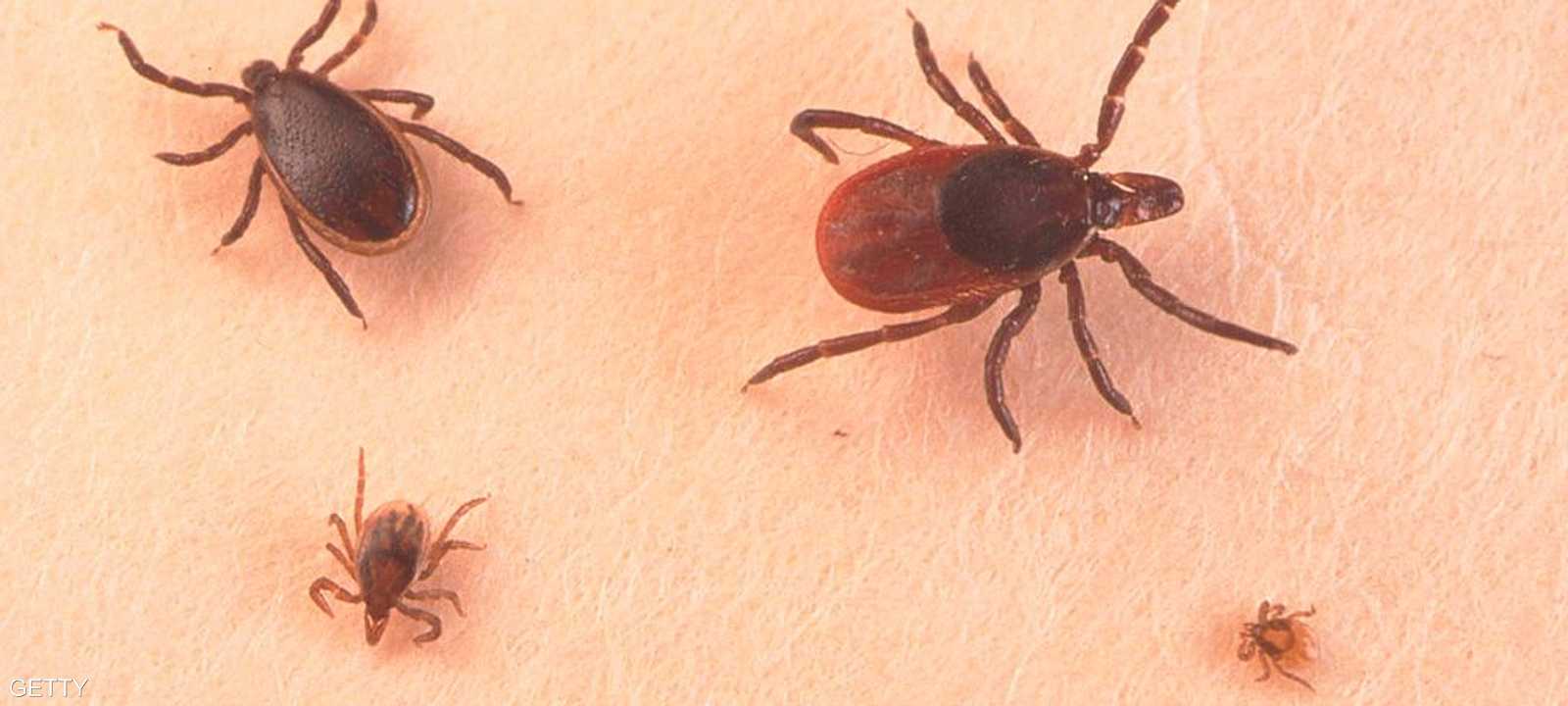 القراد هو الناقل لمرض لايم - أرشيفية
