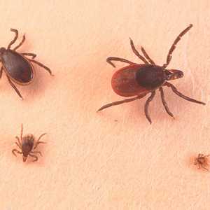 القراد هو الناقل لمرض لايم - أرشيفية