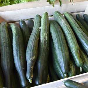 الطقس البارد أثر على الزراعة