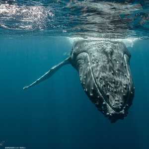 الباحثة سبحت على مقربة من الحيتان