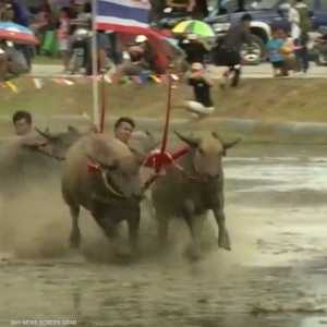 سباق الجواميس في تايلندا