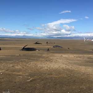 رصد 52  حوتا على الرمال في شاطئ مهجور