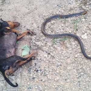 المعركة أدت إلى موت أحد الكلبين