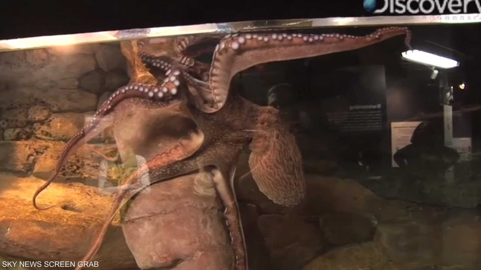 أذكى 10 حيوانات على سطح الأرض