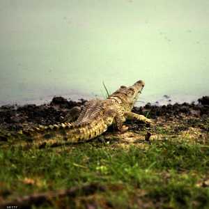 السد سيقطع نهر روفيجي