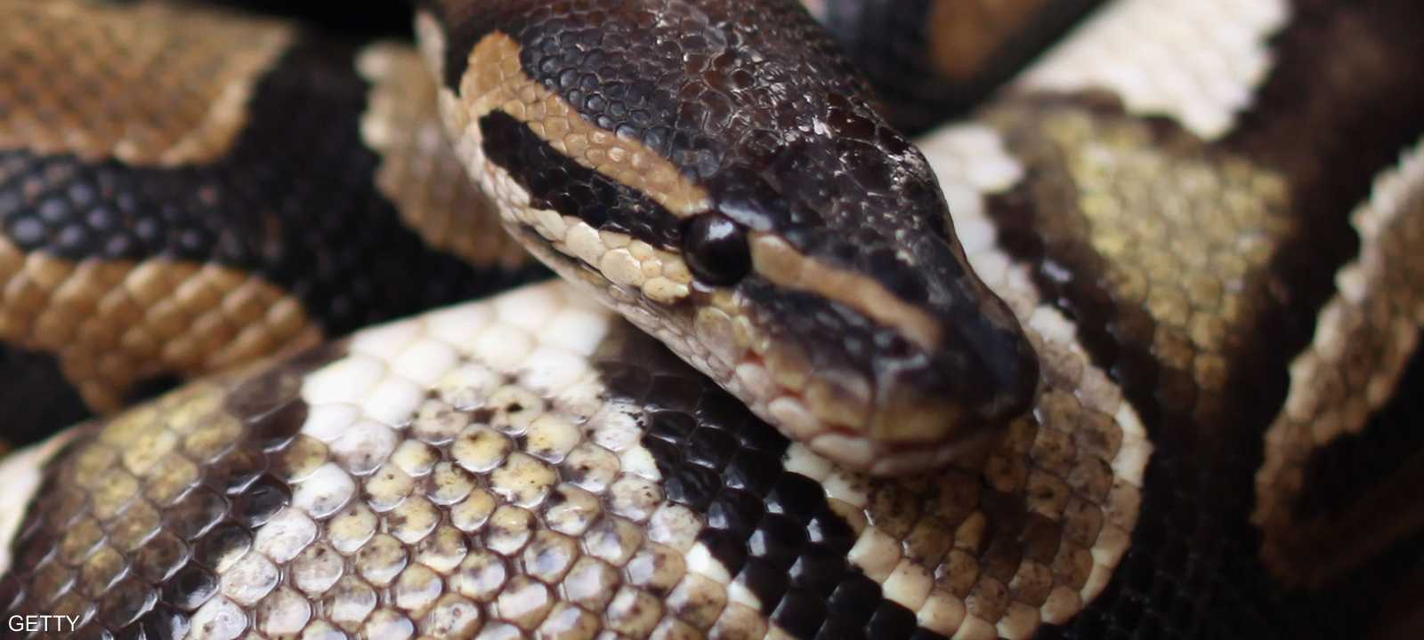 الأفعى لدغته وسحبته إلى حوض سباحة