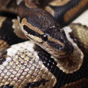 الأفعى لدغته وسحبته إلى حوض سباحة