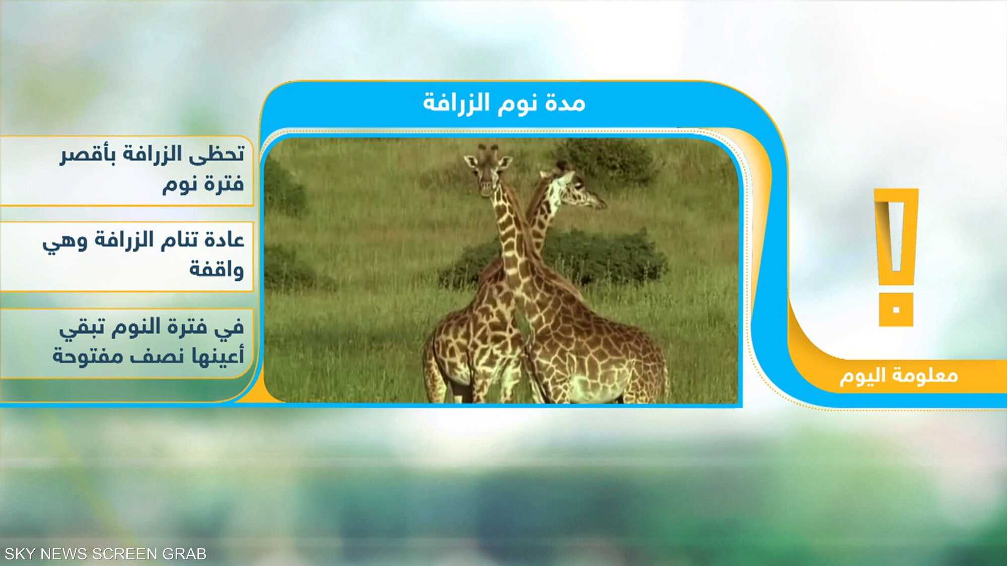 أقصر مدة نوم لأطول حيوان على الأرض