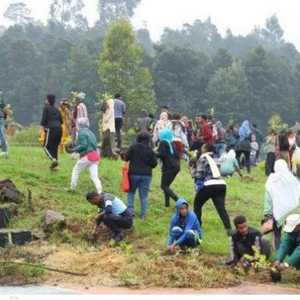 زرع الإثيوبيون أكثر من 200 مليون شجرة في يوم واحد