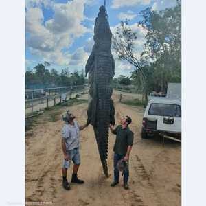 طول التمساح يبلغ 4.7 مترا