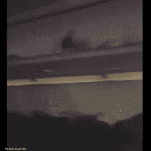 خفاش يسافر مع ركاب طائرة