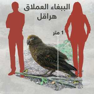 مقارنة لحجم الببغاء العملاق مع البشر