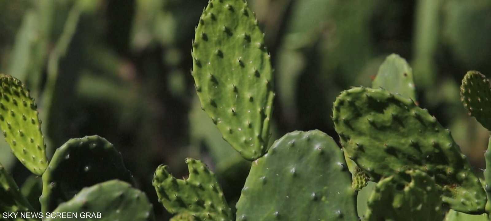 الصبار المكسيكي