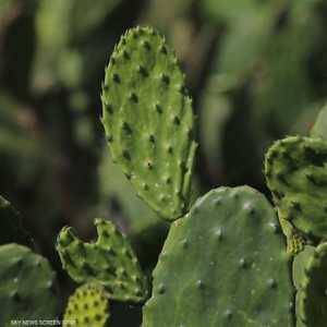 الصبار المكسيكي