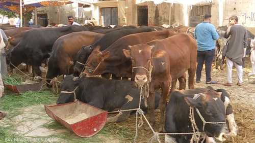 مصر.. تراجع أسعار الأضاحي