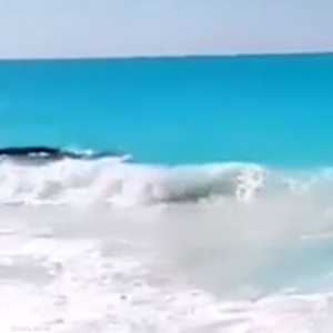 الحوت رصد في إحدى القرى السياحية بالساحل الشمالي لمصر