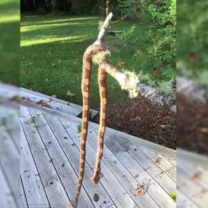 الجدة الغاضبة قتلت أفعى طولها نحو مترين