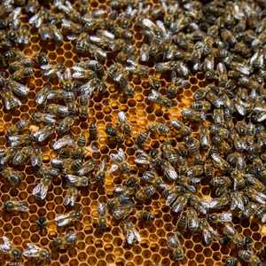 يعتمد أسلوب العلاج على النوم مع النحل في غرفة واحدة