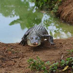 التطور العمراني أدى إلى تقلص مواطن التمساسيح في الفلبين.