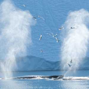 الحيتان.. تهديدات عدة