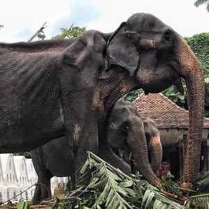 الهيكل العظمي لأنثى الفيل المسنة يبدو ظاهرا للعيان