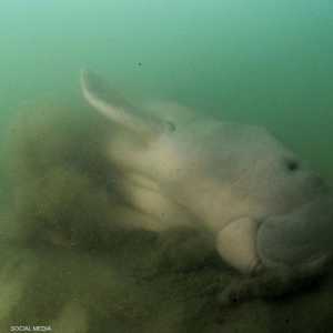 مريم قبل نفوقها.. في لقطة أرشيفية