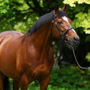 فحل الخيل غاليليو