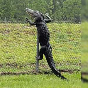 التمساح على سياج قاعدة عسكرية أميركية