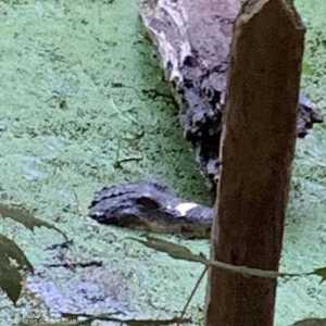 التمساح اللعبة تسبب بحالة ذعر بين المارة