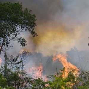 غابات الأمازون