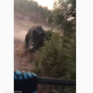 وحيد القرن الأبيص هو حيوان مهدد بالانقراض.