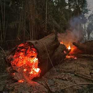 الحرائق التهمت أشجار الأمازون