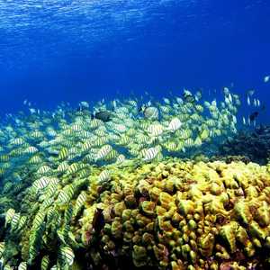 يأمل العلماء في إنتاج شعاب مرجانية جديدة بغية تكاثرها.