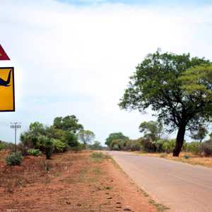 الأفيال ضمن الكائنات المهددة بالانقراض