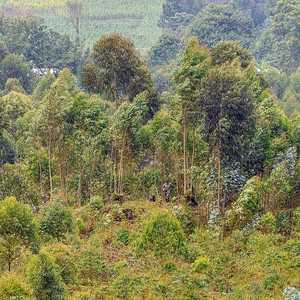 غابات إفريقيا توصف برئة الأرض الثانية