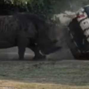 وحيد القرن تلاعب بالسيارة كما شاء