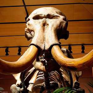 اكتشاف جمجمة ماموث كاملة في تركيا