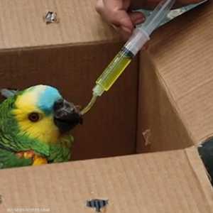 علاج حيوانات أصيبت في حرائق الأمازون