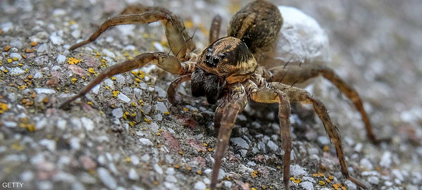 المهرب قدم نفسه على أنه "شغوف بالحشرات".