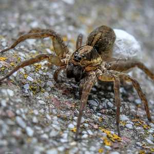 المهرب قدم نفسه على أنه "شغوف بالحشرات".