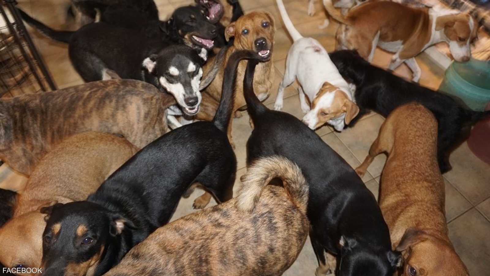 الكلاب داخل منزل فيليبس