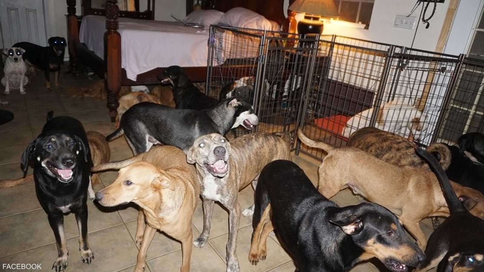 الكلاب المشردة