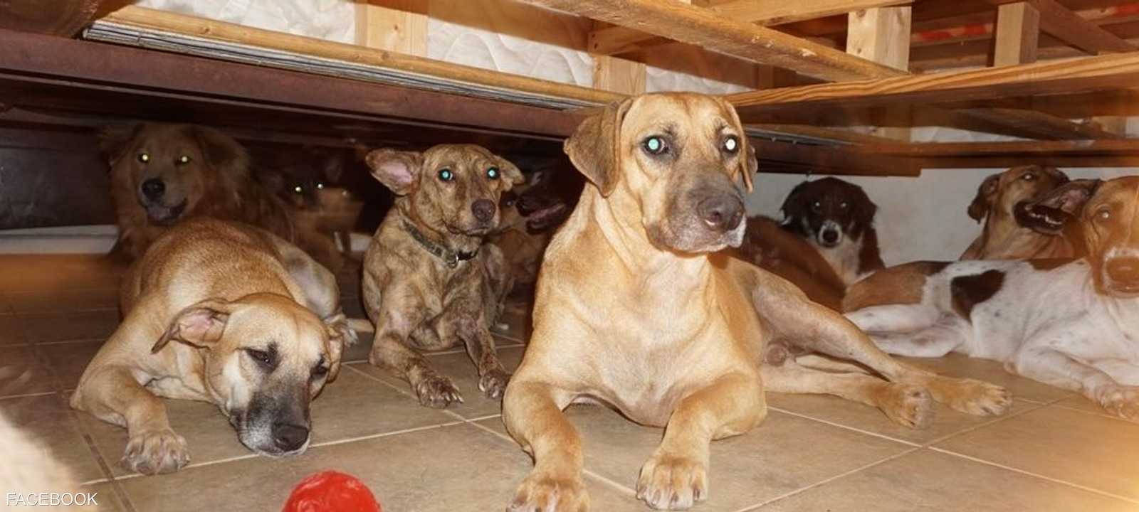 بعض الكلاب وجدت مكانا لها تحت السرير