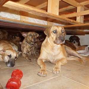 بعض الكلاب وجدت مكانا لها تحت السرير