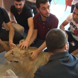 أسد عراقي "أليف" يجول شوارع دهوك