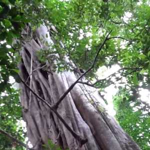 أطول شجرة في الغابات نجت من مأساة الحرائق