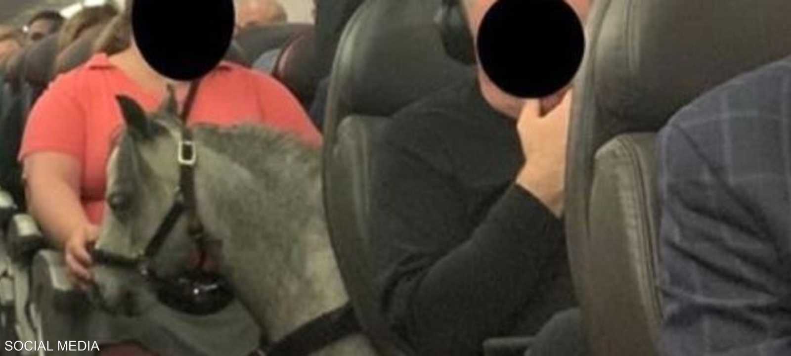 الفرس رفقة صاحبتها في قمرة الركاب