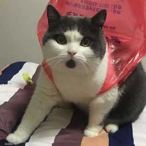 تمكن هوانغ يو من الحصول على قطة صغيرة رمادية وبيضاء