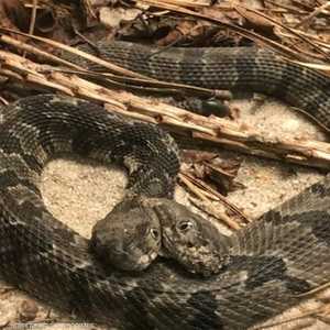 سيقوم قسم الزواحف والبرمائيات برعاية الأفعى