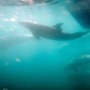 الظاهرة تشبه موجة حر عطلت الحياة البحرية قبل خمس سنوات